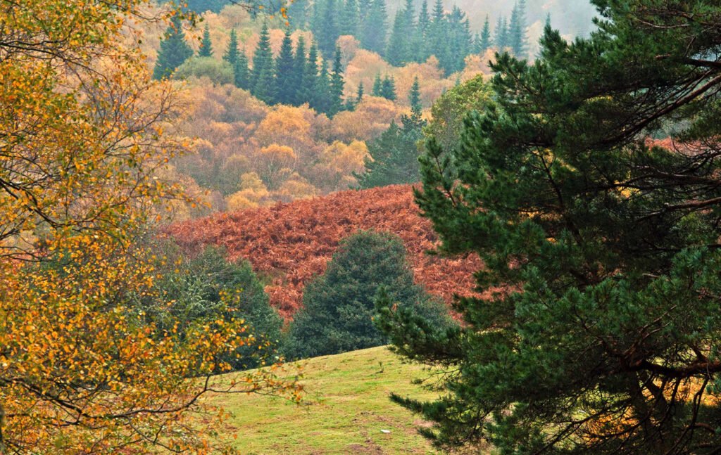 BIDUEIRAL DE MONTEDERRAMO